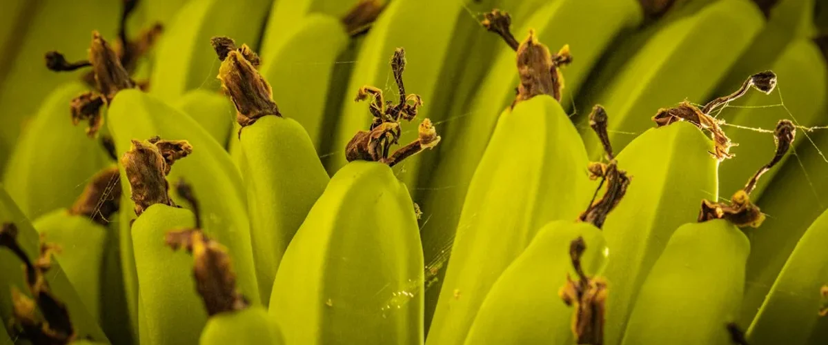 pourquoi bananes noircissent elles refrigerateur
