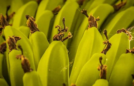 pourquoi bananes noircissent elles refrigerateur